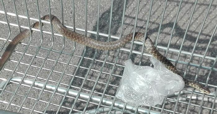 serpente esselunga